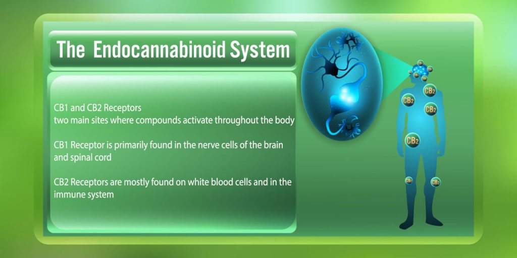 endokanabinoidni sistem